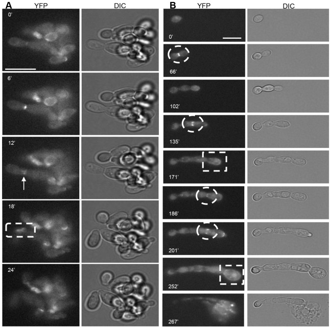 Fig. 6.