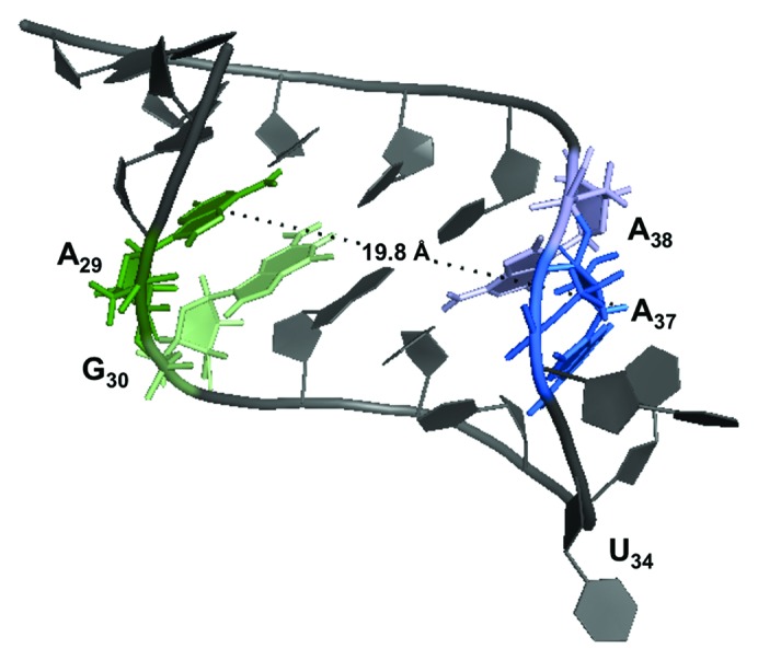 graphic file with name rna-10-1307-g2.jpg