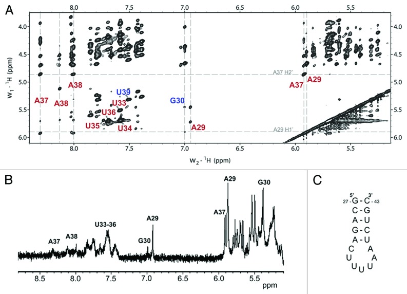 graphic file with name rna-10-1307-g1.jpg