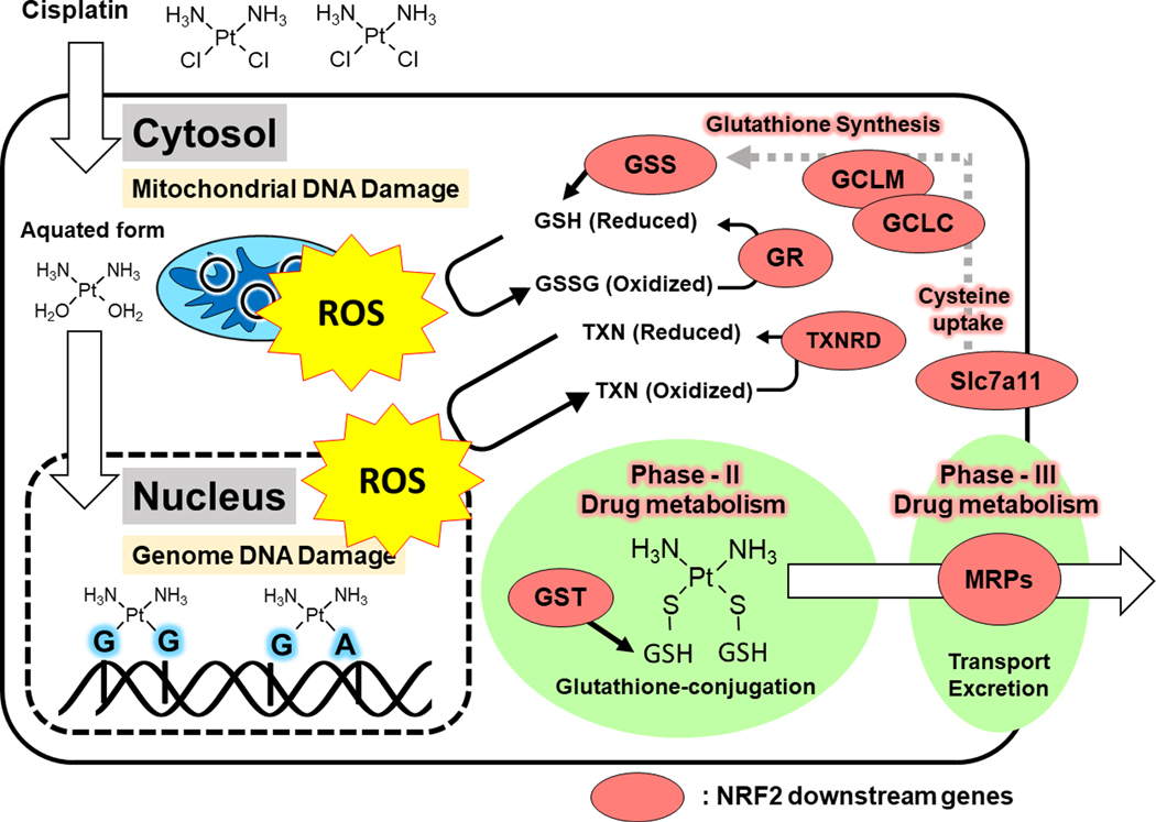 Figure 4: