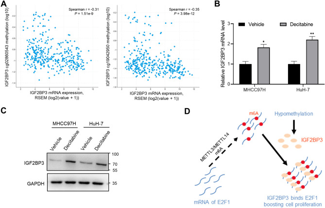 Epigenetically associated IGF2BP3 upregulation promotes cell ...