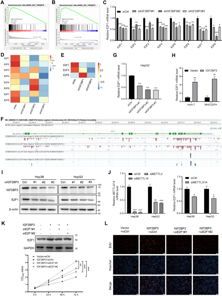 Epigenetically associated IGF2BP3 upregulation promotes cell ...