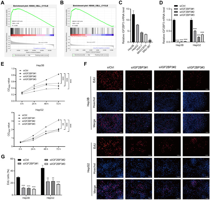 Epigenetically associated IGF2BP3 upregulation promotes cell ...