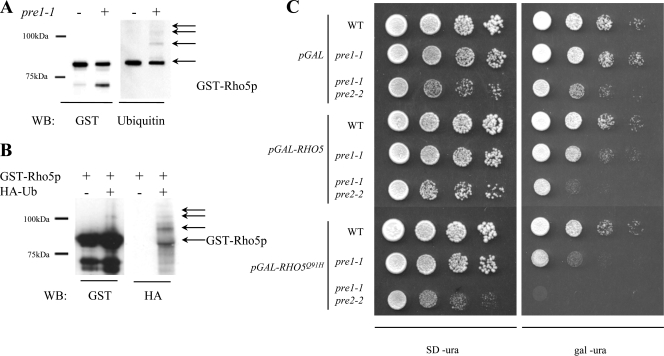 FIG. 4.