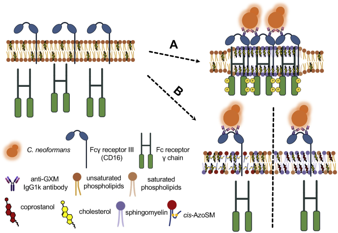 Figure 9