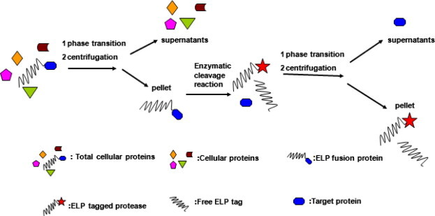 Fig.1