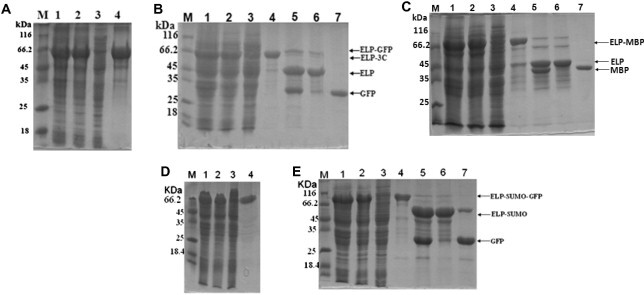 Fig.2