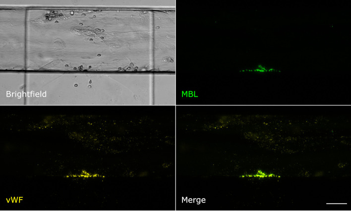 Figure 4