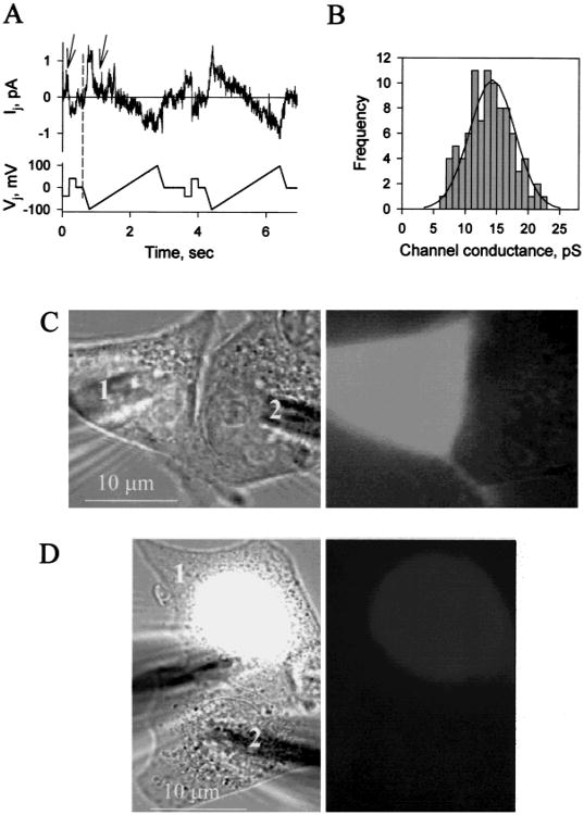 Fig. 7