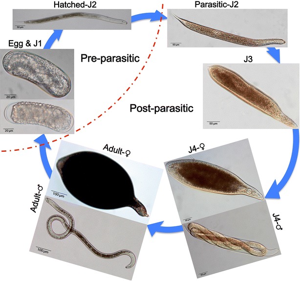 Fig. 1