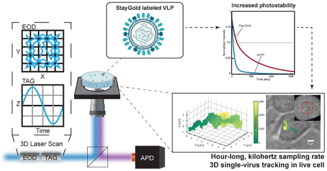 graphic file with name nihpp-2024.03.14.585070v2-f0001.jpg