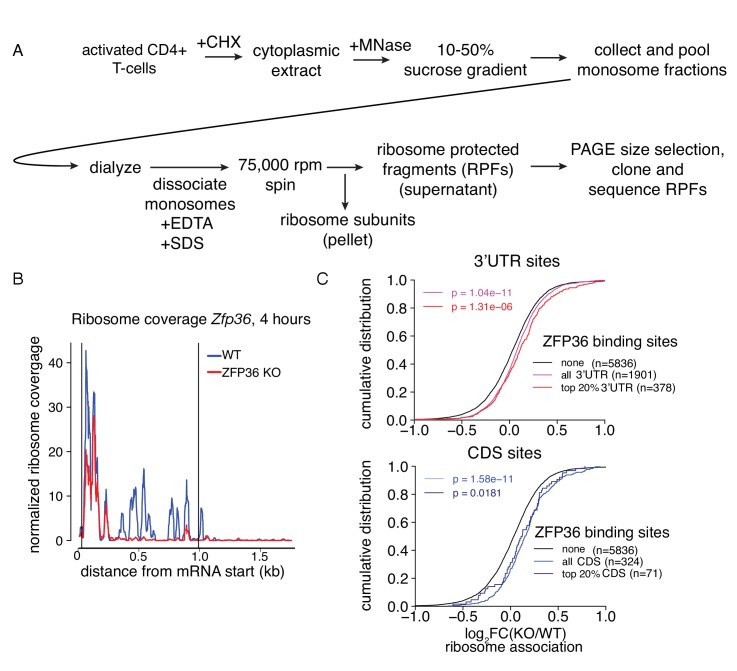 Figure 3—figure supplement 1.