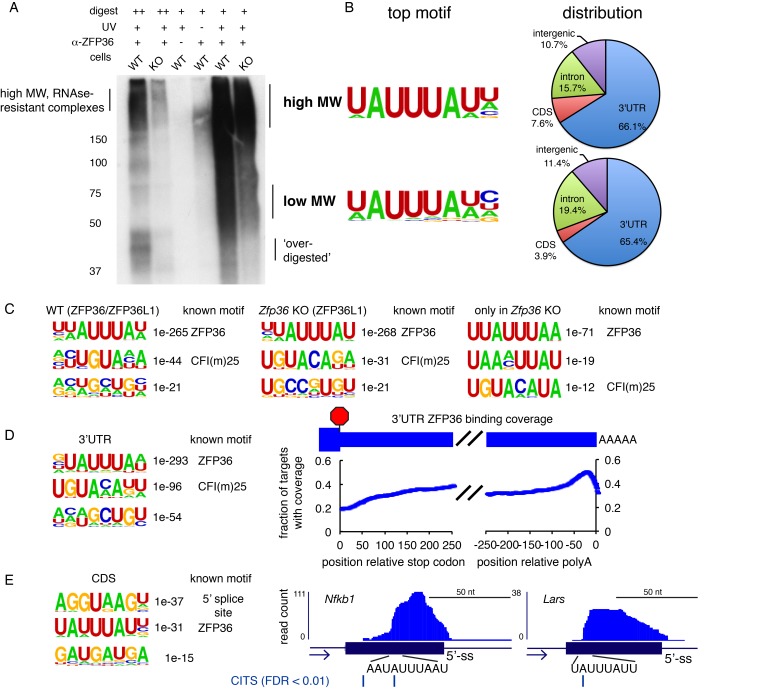 Figure 1—figure supplement 2.