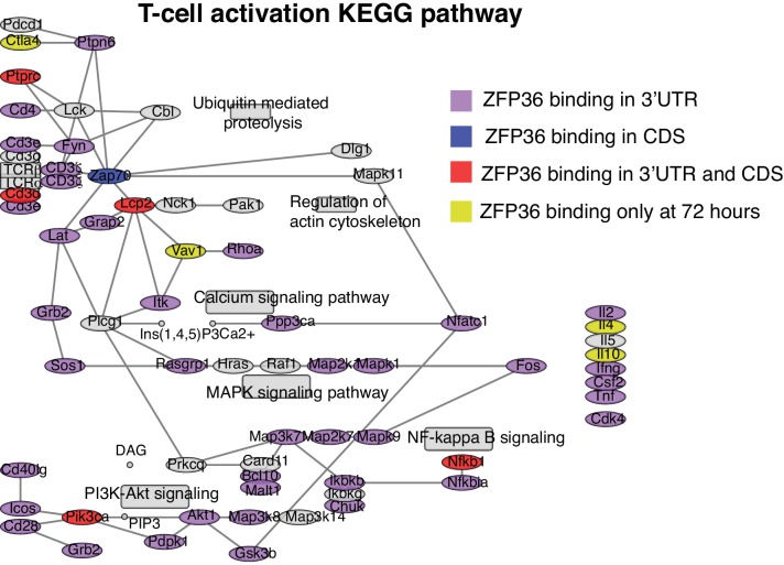 Figure 4—figure supplement 1.