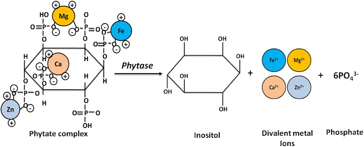 Fig. 1