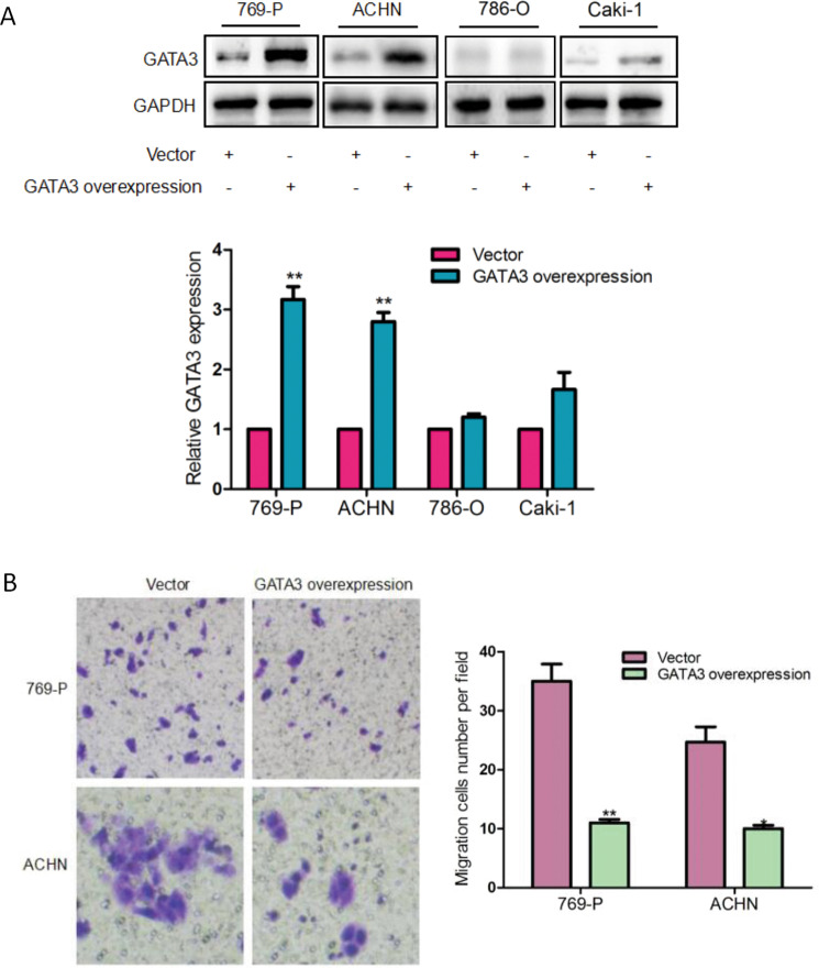 graphic file with name 41417_2020_229_Fig2_HTML.jpg
