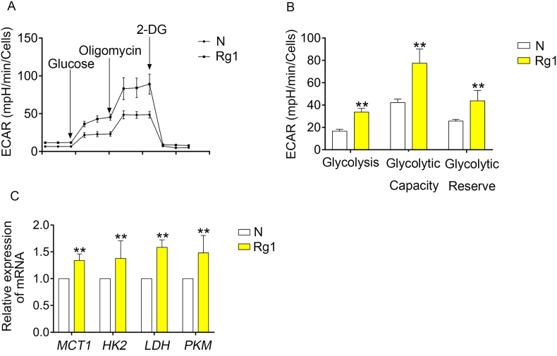 Ginsenoside Rg1 promotes neurite growth of retinal ganglion cells ...