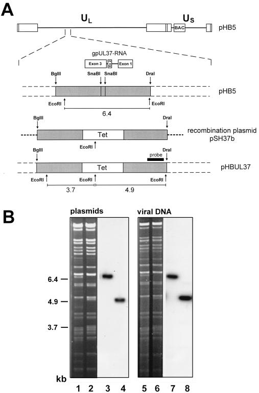 FIG. 5