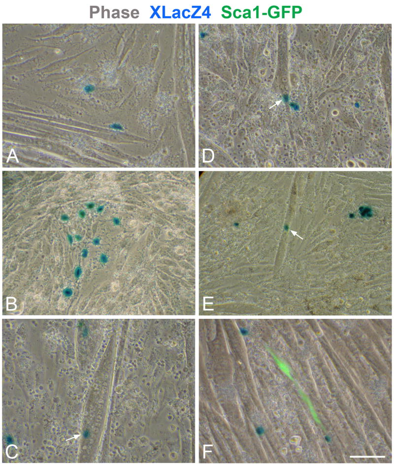 Fig. 6