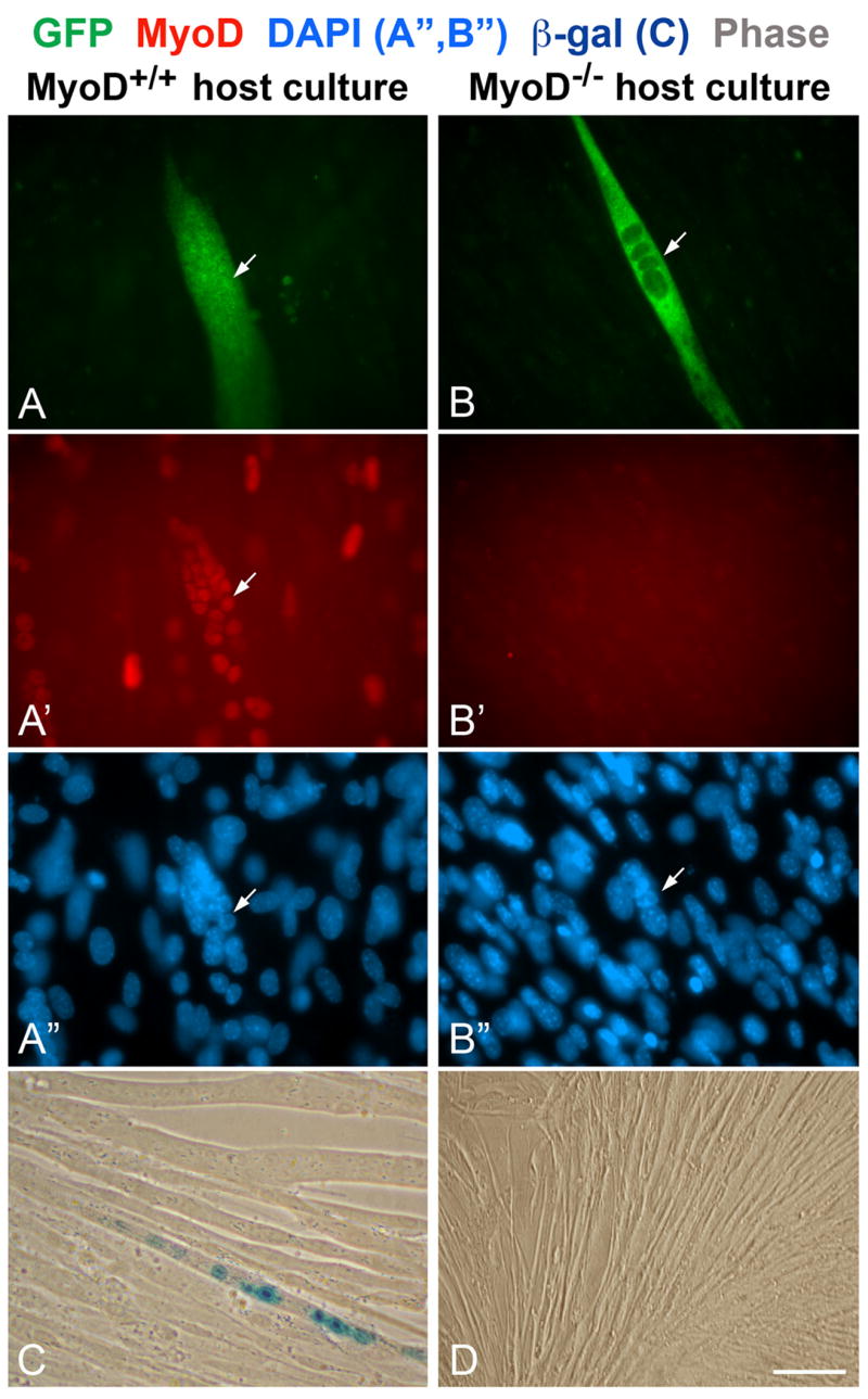 Fig. 9