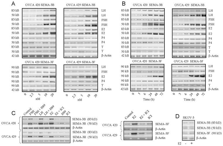 Hormonal Regulation And Distinct Functions Of Semaphorin-3B And ...