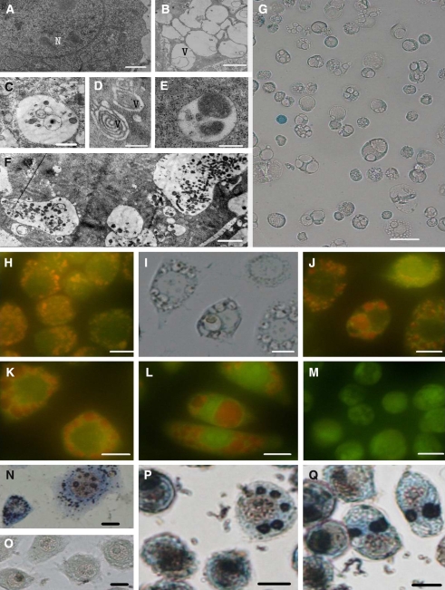 Fig. 2