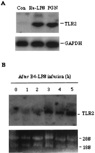 FIG. 5