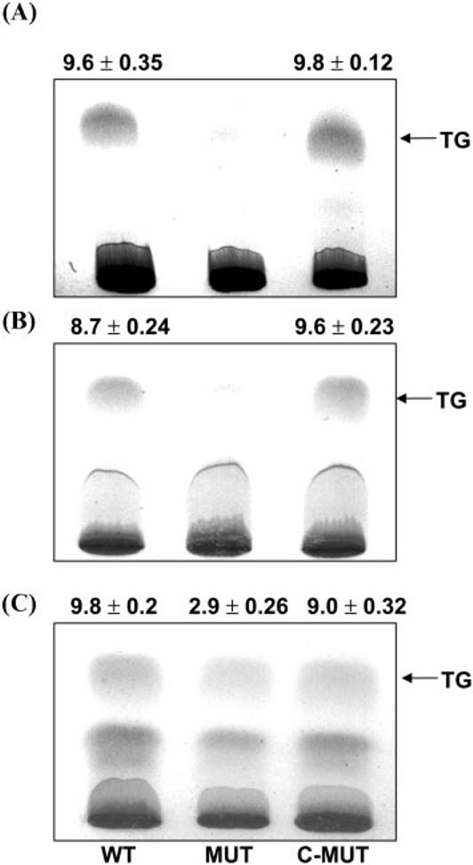 Fig. 6