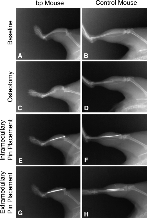 Fig. 2A–H