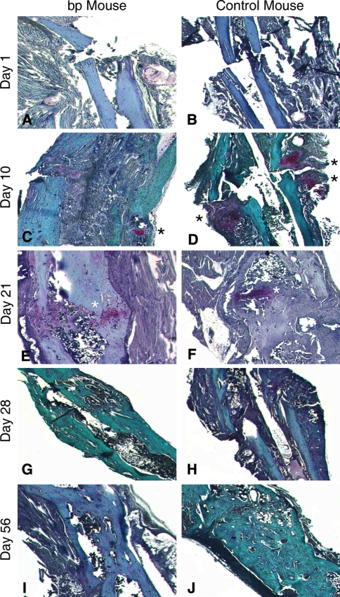 Fig. 5A–J