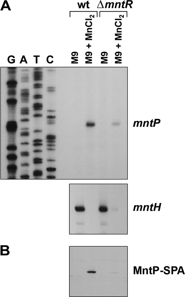 Fig. 8.