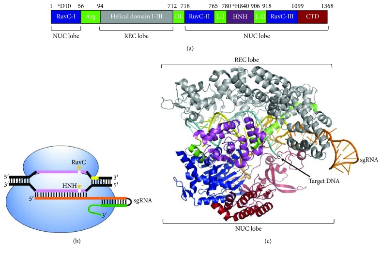 Figure 1