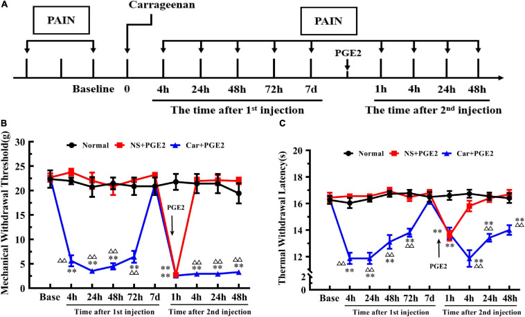 FIGURE 1