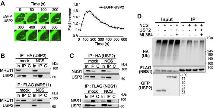 Figure 2