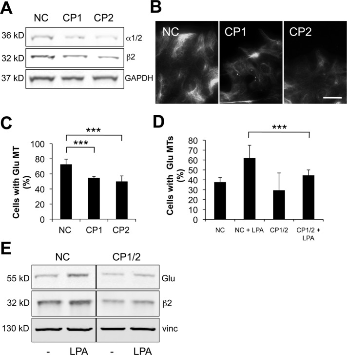 FIGURE 6: