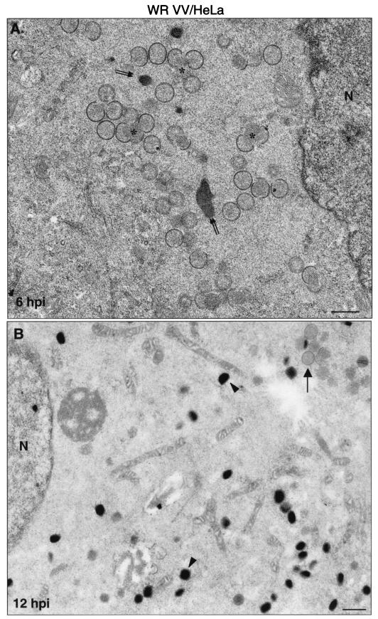 FIG. 6.