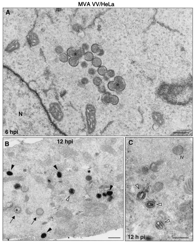 FIG. 8.