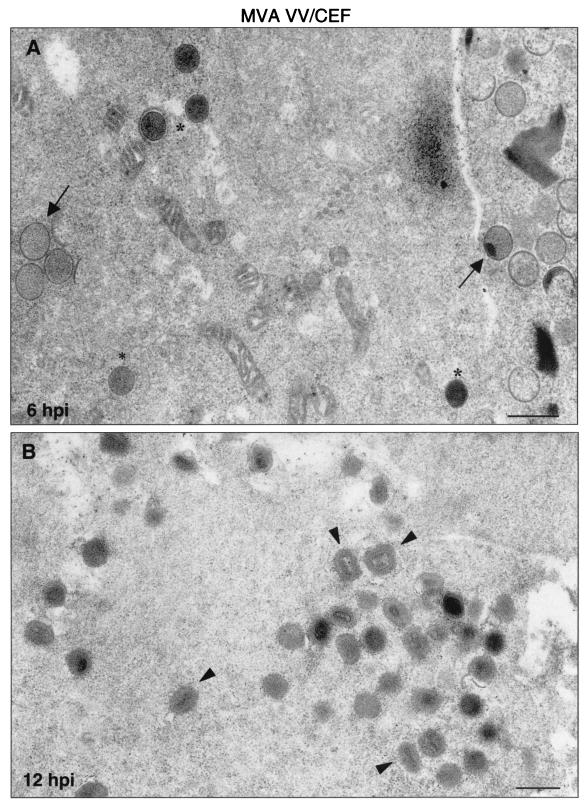 FIG. 7.