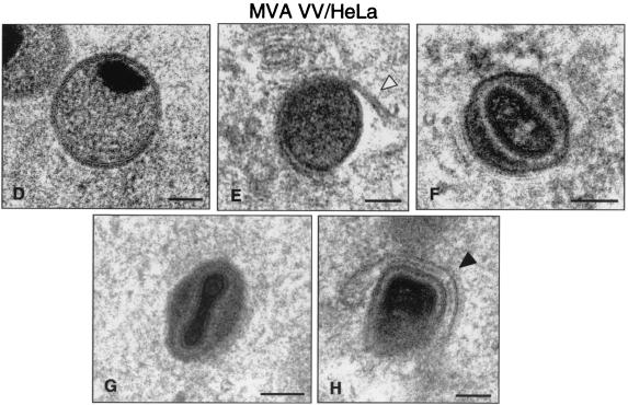 FIG. 8.