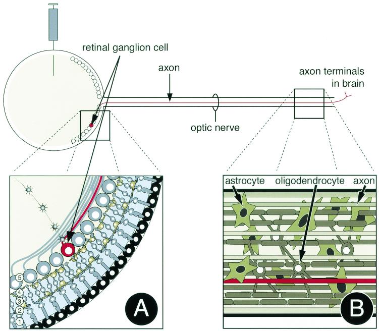 FIG. 1.