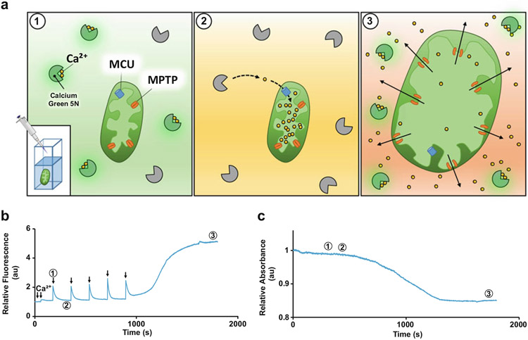 Fig. 1