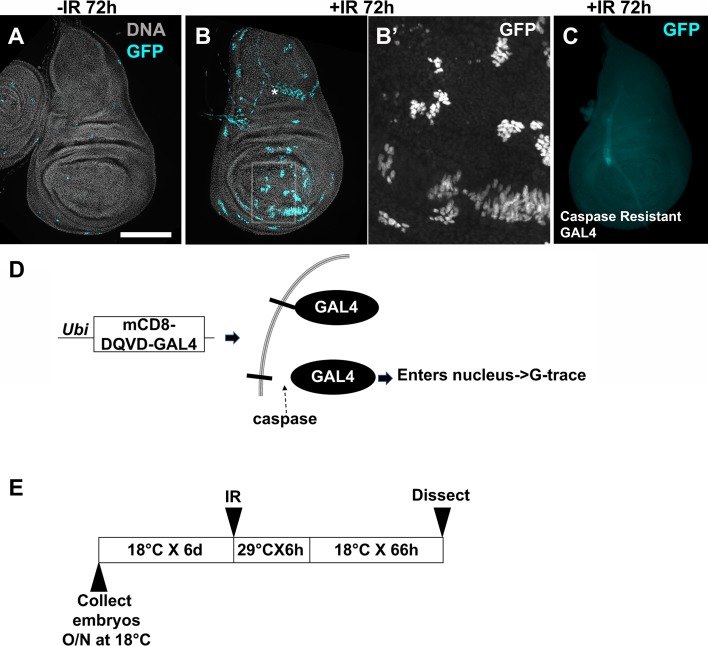 Fig 8