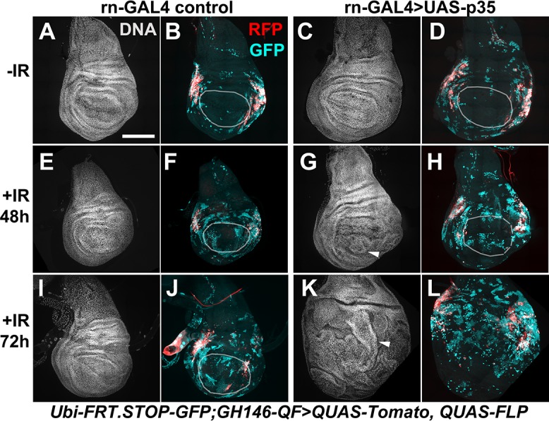 Fig 6