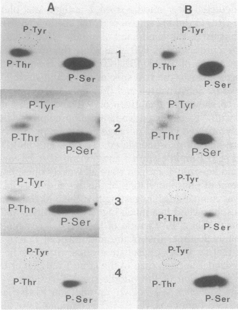 graphic file with name pnas00461-0084-a.jpg