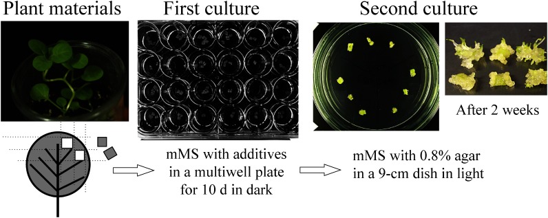 Figure 2. A two-step culture system to estimate the RP effect of transgenes. Small adult leaves of young plants grown aseptically were cut to approximately 10 mm2 and placed in liquid mMS to be treated with 2,4-D (0 to 1 µM) and β-estradiol (0 to 10 µM) (first culture). After 10 days, explants were placed onto solidified mMS without the auxin and the inducer. And they were kept in light (second culture) for 2–4 weeks. The cultures were replaced and arranged on a dish for recording the morphological traits as shown in Figure 3.