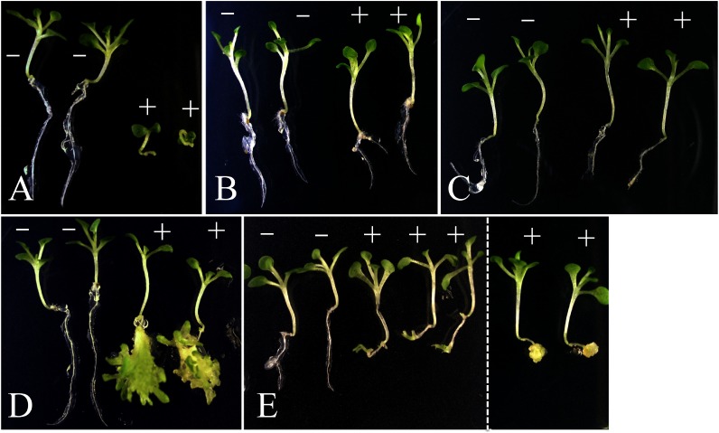 Figure 1. Effect of expression of the transgenes on seedling morphology. (A) to (C) The seeds of each transgenic individual [XVE::WOX2 (A), XVE::WOX8 (B) and XVE::WOX9 (C)] were obtained through self-pollination and sown on mMS with 0.8% agar, 50 mg L−1 of hygromycin B and 0 or 1 µM of β-estradiol, and then kept in day-neutral light conditions at 25°C for 3 weeks. (D, E) The seeds of two hybrid lines were obtained by crossing XVE::WOX2 with XVE::WOX8 (D) or XVE::WOX9 (E) and sown as described above. (−) The two plants placed on the left in each panel were grown in the absence of the expression inducer as controls. (+) The other plants were grown in the presence of the inducer at the concentration of 1 µM. In the expression analysis (Figure 5), the two plants on the right in panel D and three plants in the center in panel E were proved to possess both transgenes WOX2 and WOX8 and WOX2 and WOX9, respectively. The dotted line in panel E means the boundary of the original images.