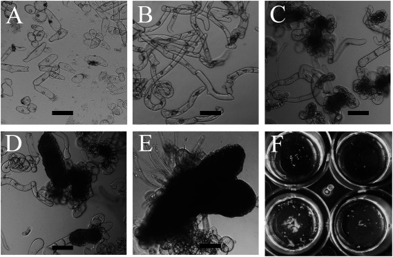 Figure 6. Aspects of development of embryo-like structures from free cells derived from leaf explants of XVE::WOX2×XVE::WOX8 hybrid. (A) Free cells released from leaf segments in the first culture (mMS with 1 µM of 2,4-D). (B) Cell growth and division were observed in the subsequent culture. (C) Cell clusters were generated after adding the expression inducer. (D) Cell clusters with a smooth surface appeared in the subsequent culture. (E) Embryo-like structures developed in the process of diluting the medium with fresh mMS. (F) Aspects of the culture wells with developing plantlets. The diameter of the well is 1 cm. Bars, 200 µm.