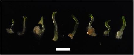 Figure 4. Morphology of the plantlets separated from the cultures developing regenerants in the second culture. The original explants were derived from the hybrid by crossing between XVE::WOX2 and XVE::WOX8. Note the hypocotyl-like structure in each plantlet. Bar, 5 mm.