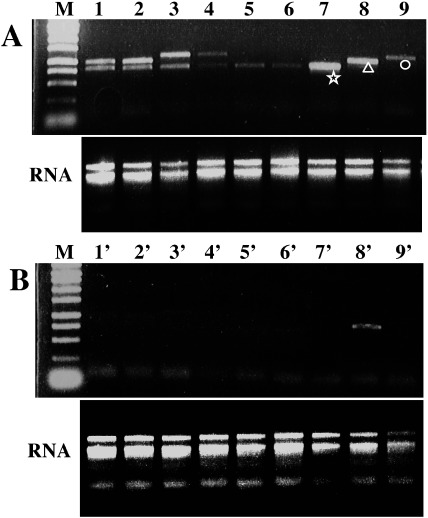 Figure 5. RT-PCR analysis of transgenes expressed in the first culture. Total RNA was extracted from the leaf segments cultured for 2 day in the presence (A) or absence (B) of the expression inducer. The pattern of RT-PCR products and total RNA are shown in the top and bottom in each panel, respectively. Lanes 1, 1′, 2, 2′, hybrids of XVE::WOX2×XVE::WOX8; lanes 3, 3′, 4, 4′, hybrids of XVE::WOX2×XVE::WOX9; lanes 5, 5′, 6, 6′, siblings of XVE::WOX2×XVE::WOX9 but not hybrid; lanes 7, 7′, progeny of XVE::WOX2; lanes 8, 8′, progeny of XVE::WOX8; lanes 9, 9′, progeny of XVE::WOX9; M, 250 bp ladder marker. Each reaction mix for 1–6 and 1′–6′ contained two sets of primers for the expected transgenes. The asterisk, triangle and circle indicate the amplified products corresponding to the coding sequences of WOX2, WOX8 and WOX9, respectively.