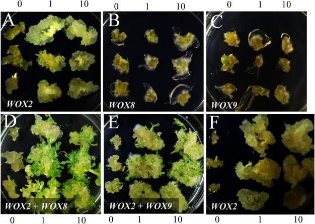 Figure 3. Effect of expression of the transgenes on morphogenesis in leaf segment culture. In each panel, the three cultures in the left, central and right columns were treated with the inducer at a concentration of 0, 1 and 10 µM, respectively, in the first culture. (A) to (C) Explants were prepared from a progeny of the transgenic individuals XVE::WOX2, XVE::WOX8 and XVE::WOX9, respectively. (D, E) Explants were prepared from hybrids by crossing between XVE::WOX2 and XVE::WOX8 and XVE::WOX2 and XVE::WOX9, respectively. (F) Explants were prepared from one of the siblings by crossing between XVE::WOX2 and XVE::WOX9, possessing the single WOX2 transgene.